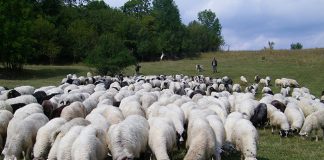 U toku akcija „Kurban 2020/1441“