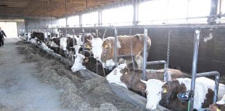 U Tešnju 170 kooperanata godišnje proizvede 3,2 miliona litara mlijeka