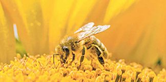 “Angažirane pčele: Izgradite bolje za pčele”