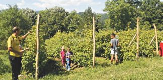 Raduju visoke otkupne cijene, ali bi suša mogla prepoloviti prinose