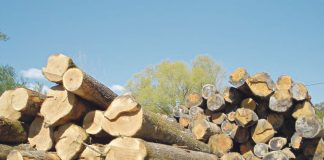 Potražnja i cijene za drvima i ugljem na nivou prošlogodišnjih