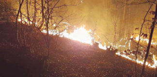 Ne palite vatru u blizini šume