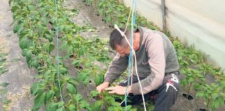 Uzgaja i prerađuje voće i povrće bez aditiva