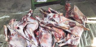 Prijem kurbanskog mesa, uz dokumentaciju o ispravnosti mesa