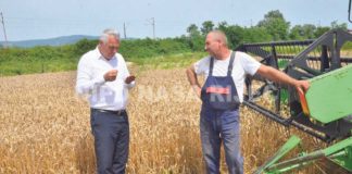 Loša klima prepolovila urod pšenice