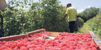 Za malinare će ovo biti teška godina