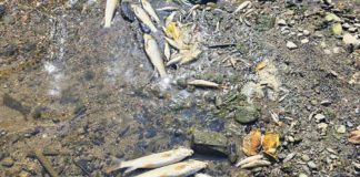 Pomor ribe u rijeci Bosni kod Vranduka