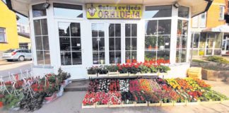 Bogat izbor cvijeća za Dan žena