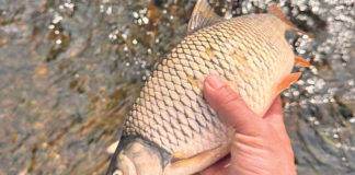 Pomor ribe u rijeci Bosni, jedan od najvećih do sada
